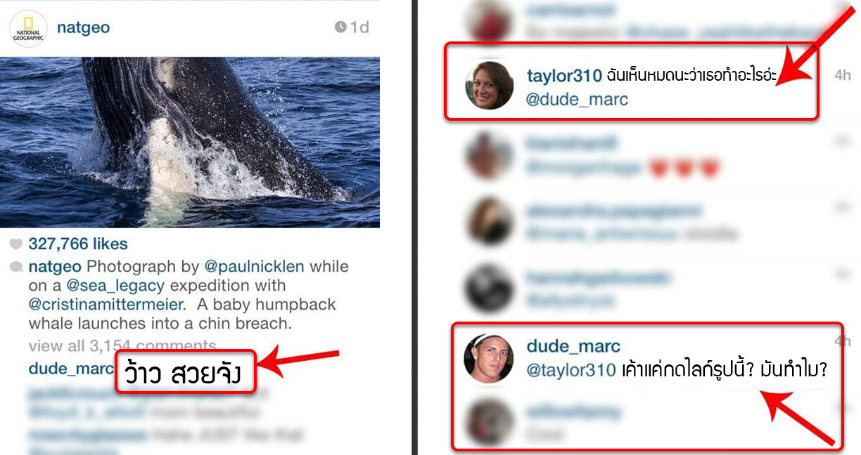 งานเข้า!! หนุ่มคอมเมนต์รูปวาฬในไอจี แฟนสาวมาเห็น เม้งแตก หาว่านอกใจซะงั้น