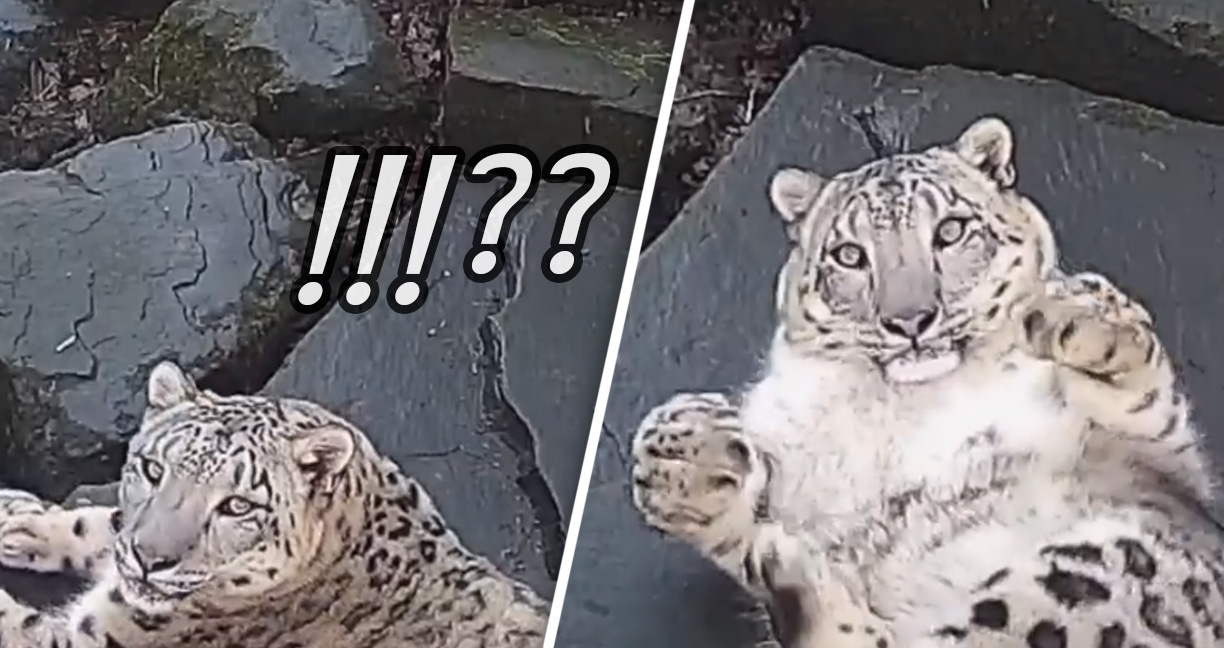 ลูกเสือดาวหิมะในสวนสัตว์ตกใจกล้องใหม่ ดิ้นดุ๊กดิ๊กให้กล้องน่ารักน่าเชียว