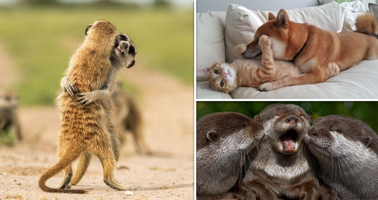 23 ภาพของเหล่าสัตว์โลกที่ ‘แสดงความรักได้น่าอิจฉามาก’ จนคนโสดทนดูไม่ได้