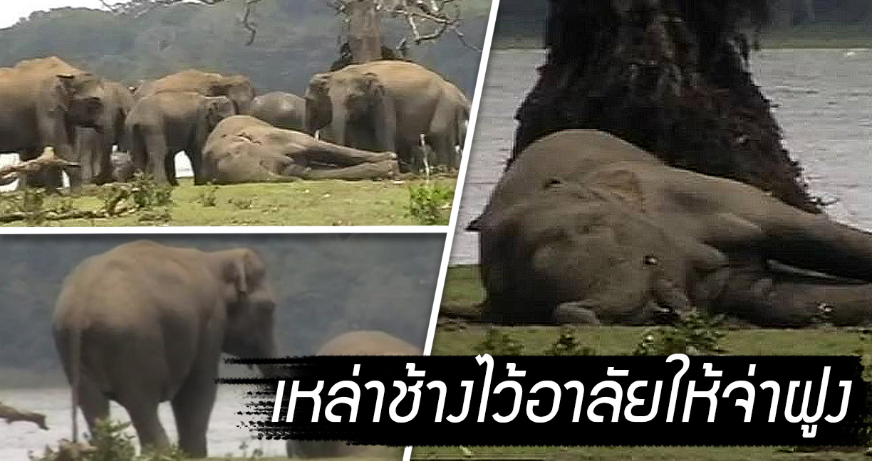 โขลงช้างทำพฤติกรรมเหมือนมนุษย์ พากันร่วมไว้อาลัยให้กับจ่าฝูงที่ตายไป