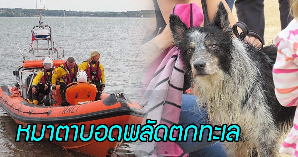 หมาตาบอดพลัดตกทะเล หน่วยกู้ภัยเลยระดมทั้งเรือ และเฮลิคอปเตอร์ออกไปช่วย