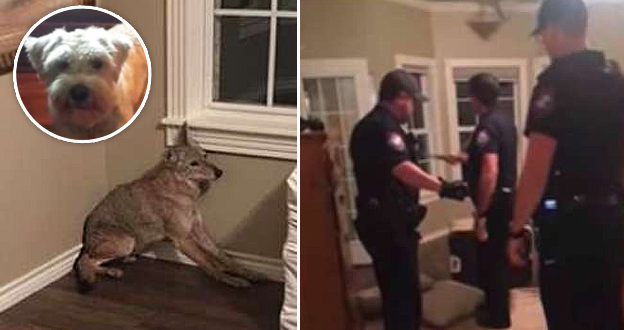 คุณแม่กริ๊ดลั่นบ้าน เมื่อพบ ‘หมาป่า’ บุกเข้ามาในห้องกลางดึก โชคดีตำรวจมาช่วยทันเวลา