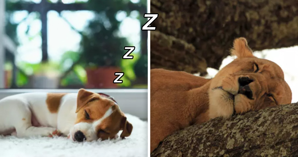 พาส่องสัตว์ตอนนอน ไม่ว่าจะเป็นเจ้าป่าหรือลูกหมา หลับแล้วดูน่ารักเหมือนกันทั้งนั้น
