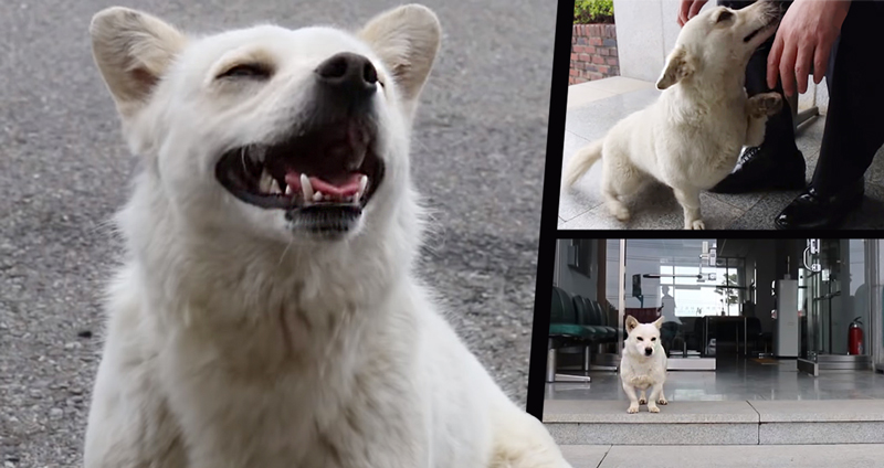 พบกับเรื่องราวของ ‘Myunshik’ หมาต้อนรับประจำศูนย์ราชการที่พนักงานทุกคนรัก