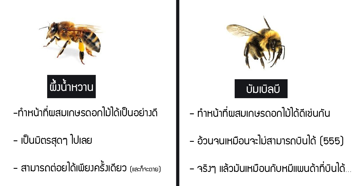 ความรู้ล้วนๆ !! ชาวเน็ตแชร์คู่มือแสนตลก การแยกแยะรูปร่างและนิสัยของแมลงตระกูลผึ้ง