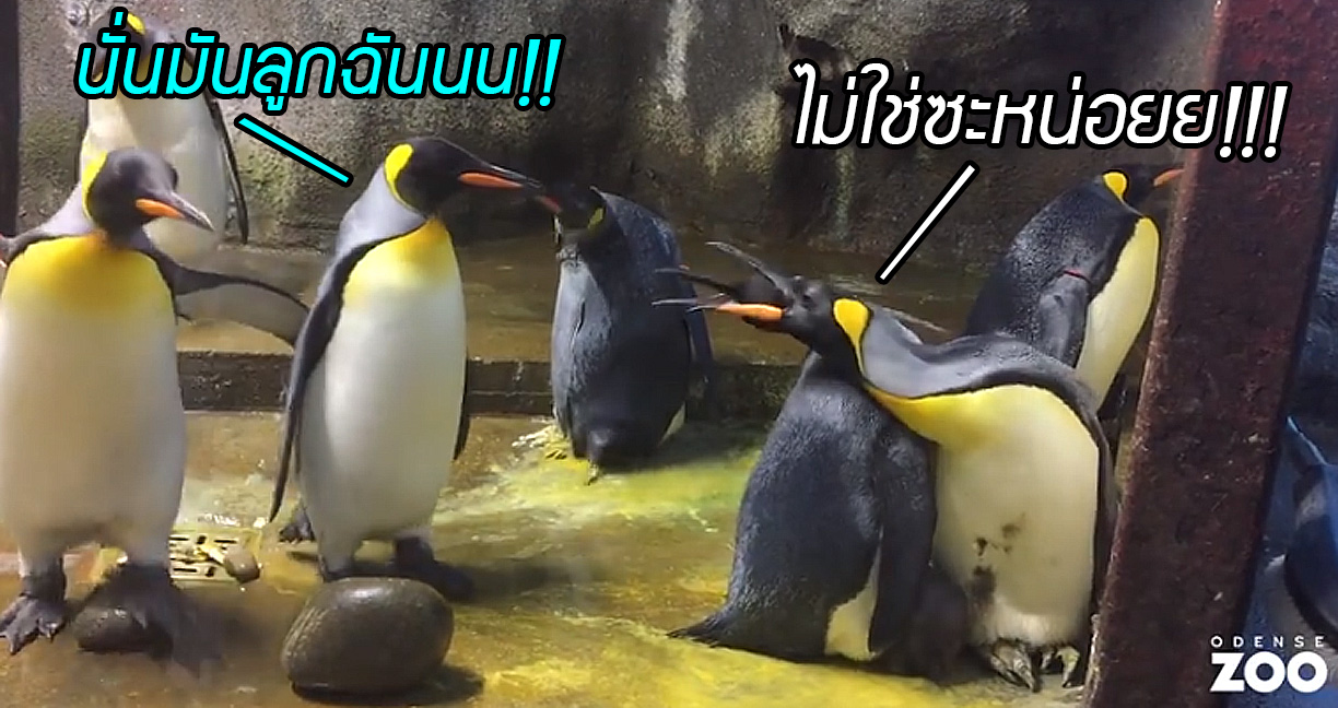เพนกวินคู่เกย์ลักพาตัวเพนกวินน้อยจากพ่อแม่ เกิดดราม่าจนสวนสัตว์ต้องเข้ามาเคลียร์