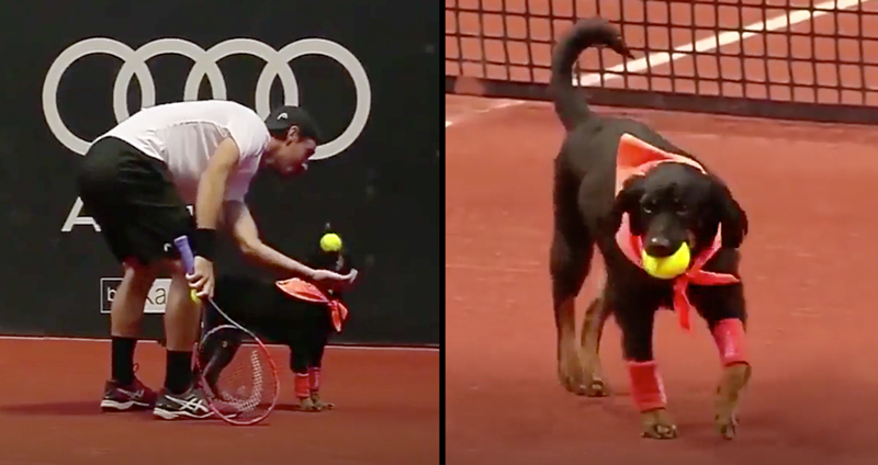 หมาจรจัดมาช่วยเก็บบอลในการแข่งเทนนิสระดับประเทศ ทั้งเก่งทั้งน่ารักมีแต่คนชอบ