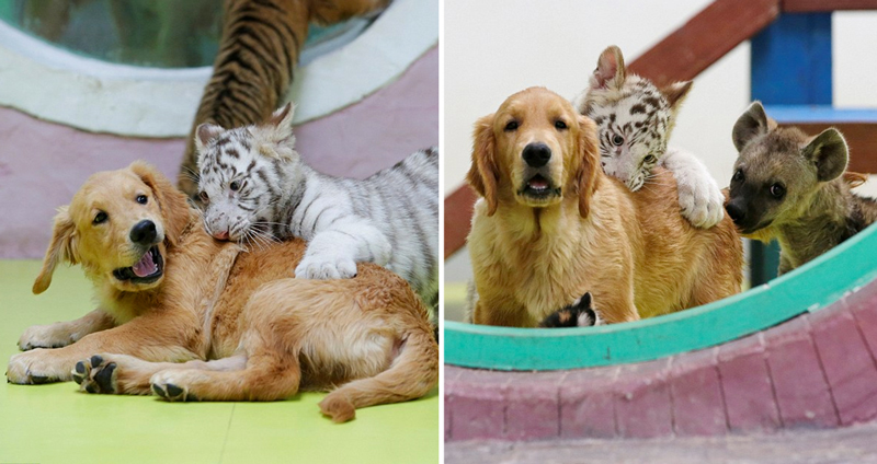 แม่หมาโกลเด้นดูแลครอบครัวที่มีทั้งลูกหมา ลูกสิงโต และลูกไฮยีน่าอยู่ด้วยกัน