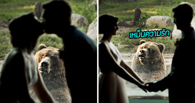 คู่รักถ่ายรูปแต่งงานกันในสวนสัตว์ สีหน้าเจ้าหมีที่ติดรูปไปด้วยบอกเลยว่าไม่ปลื้ม