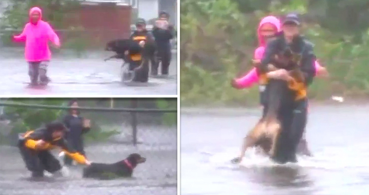 นักข่าวหยุดรายงานชั่วคราวระหว่างถ่ายทอดสด เพื่อวิ่งไปช่วยหมาที่กำลังจะจมน้ำ