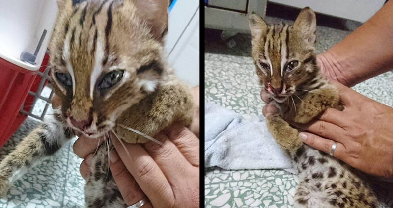 ตำรวจช่วยปั้มหัวใจให้ลูกแมวดาว ทำให้แมวน้อยรอดชีวิตได้แบบหวุดหวิด