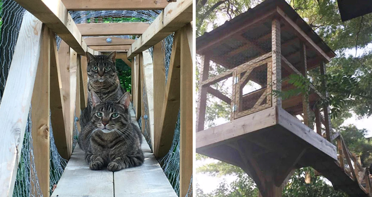 ทาสสร้างบ้านต้นไม้ให้แมวโดยเฉพาะ จะได้อาบแดดนอกบ้านอย่างปลอดภัย