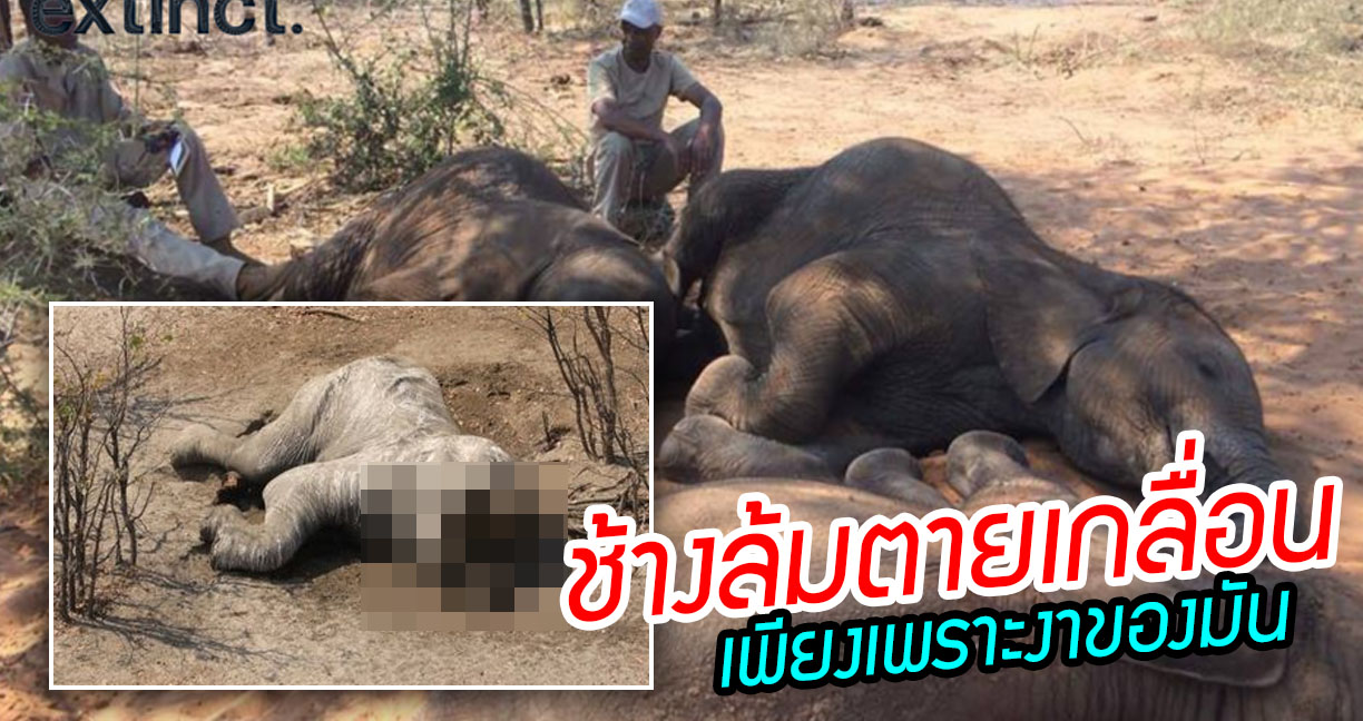 ช้างเกือบ 90 เชือก “ตายเกลื่อน” ในเขตสงวนบอตสวานา ถูกมนุษย์ใจร้ายฆ่าเพื่อเอางา…