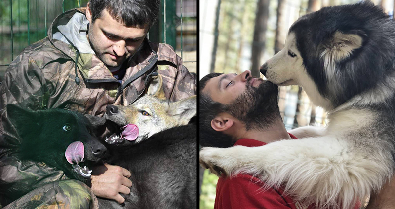 หนุ่มรักสัตว์สร้างศูนย์ฟื้นฟูให้หมาป่า พวกมันเลยตอบแทนเขาด้วยความไว้ใจ