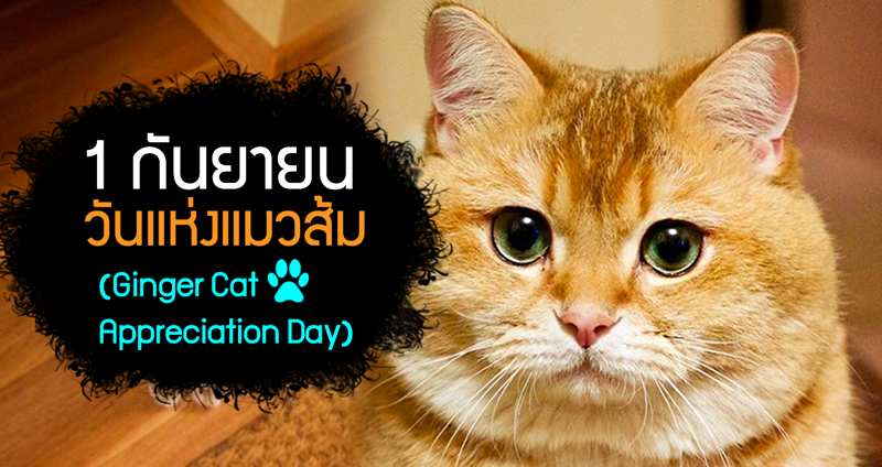 ทาสแมวรู้ไหม? วันที่ 1 กันยายนไม่ใช่วันธรรมดา มันคือ ‘วันแมวส้มแห่งโลก’