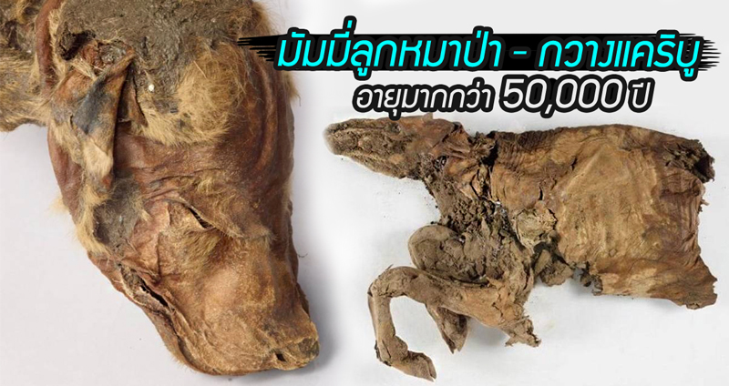 พบมัมมี่เก่าแก่จากยุคน้ำแข็งของ ลูกหมาป่า และกวางแคริบู เชื่ออายุมากกว่า 50,000 ปี