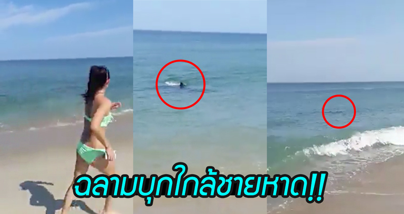 นักท่องเที่ยวร้องลั่น เมื่อเจอ “ฉลามขาว” ความยาวกว่า 3 เมตร ว่ายมาใกล้ชายหาด!!