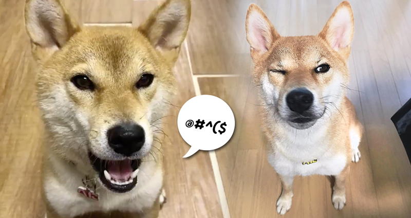 ภาษาญี่ปุ่นที่ว่ายาก เจ้าของสอนหมาชิบะจนพูดได้!! แสนรู้จนมนุษย์ทึ่งไปตามๆ กัน
