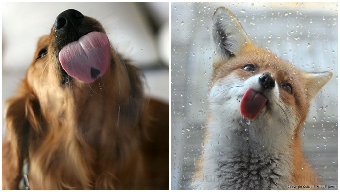 20 สัตว์เลี้ยงผู้ชอบ ‘เลียกระจก’ ราวกับว่ากระจกมีรสชาติเหมือนขนมอย่างนั้นแหละ