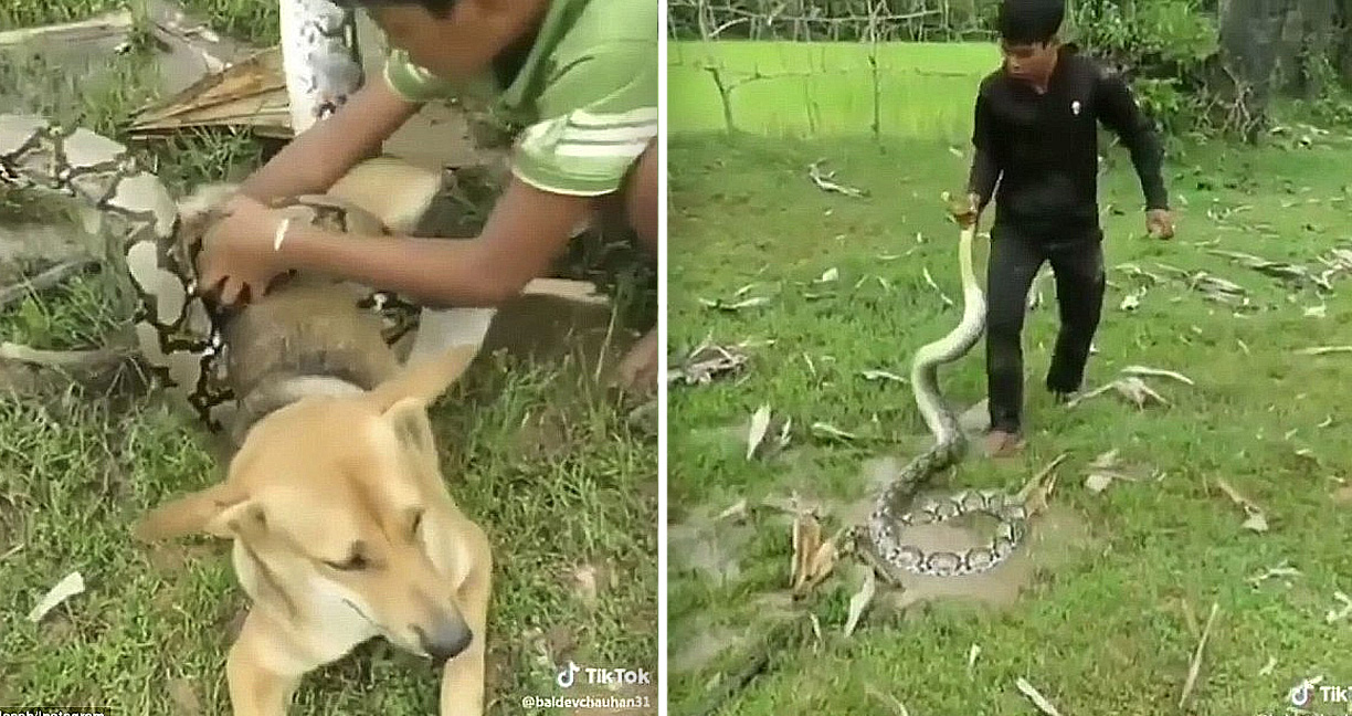 หนุ่มน้อย 3 คนช่วยกันต่อสู้กับงูตัวโต เพื่อช่วยหมาของตัวเองให้รอดปลอดภัย