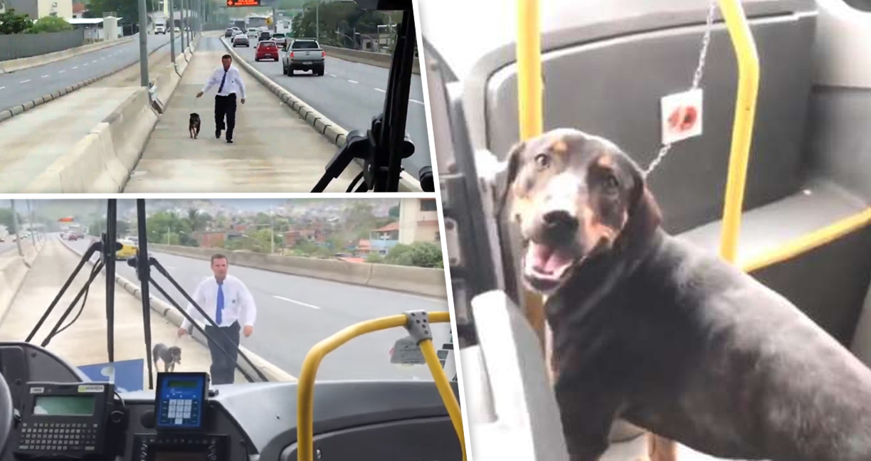 คนขับรถบัสลงไปช่วยหมาจรจัดบนถนน แม้ทำให้เกิดความล่าช้า แต่ผู้โดยสารก็ปรบมือให้
