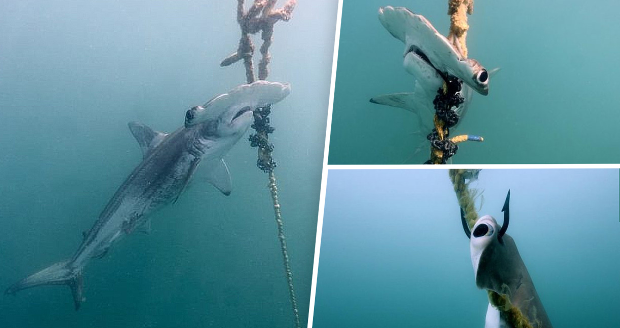 ภาพน่าสลดใจ ‘ปลาฉลามหัวค้อน’ ถูกดักด้วยตะขอทุ่นลอยน้ำ แลกความปลอดภัยของนักท่องเที่ยว