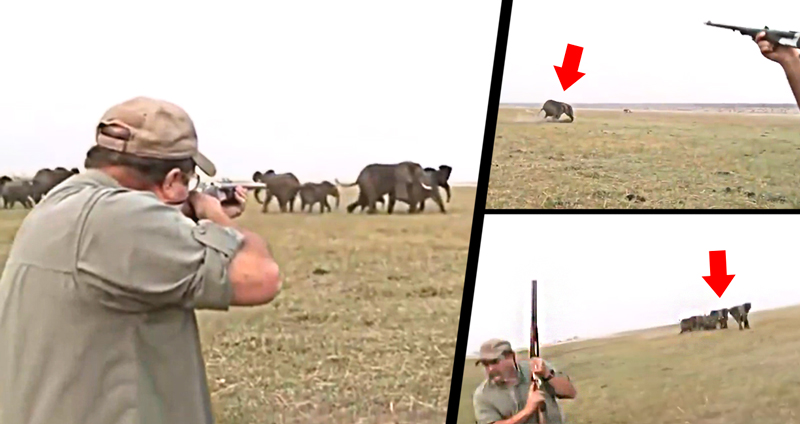 นายพรานต้องวิ่งหนีเอาชีวิตรอด หลังจากใช้ปืนยิง ‘ช้าง’ จนล้ม เลยถูกฝูงของมันวิ่งไล่!!
