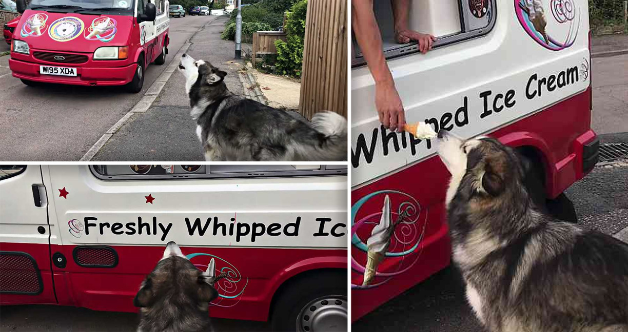 ‘Mishka’ น้องหมาแสนรู้ยืนรอรถไอศกรีมทุกวัน และรู้ด้วยว่าทำยังไงถึงจะได้กิน