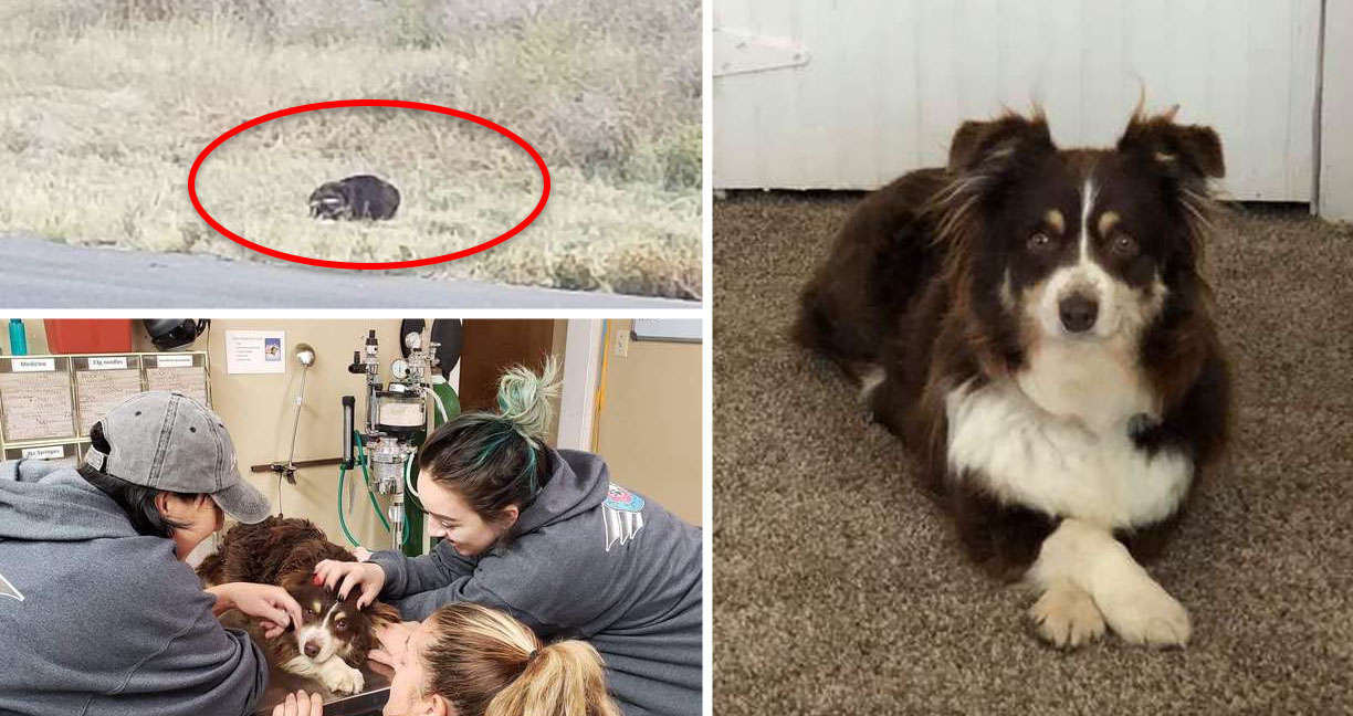 มีคนแจ้งว่าเจอตัว ‘แบดเจอร์’ แต่พอไปตรวจสอบพบว่าเป็น ‘สุนัข’ ผู้อ่อนโยนตัวหนึ่ง