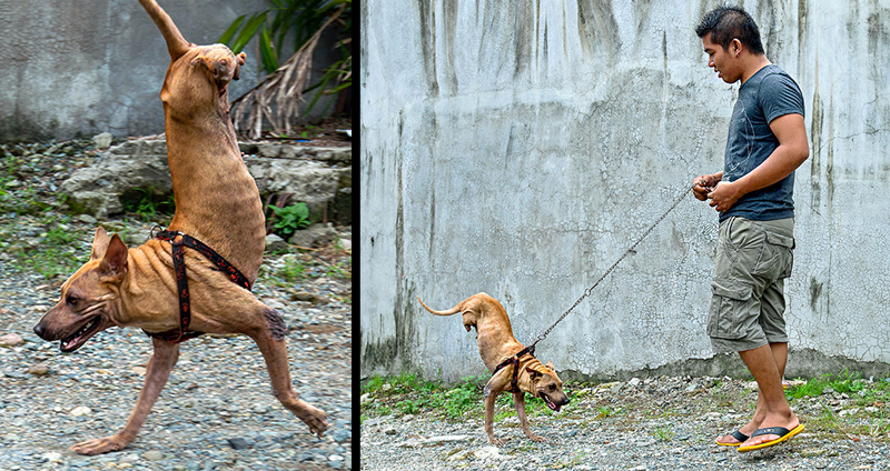 หมา 2 ขาพบเจ้าของที่เห็นค่าของมัน แล้วสอนให้มันหัดเดินได้แม้ว่าจะพิการ