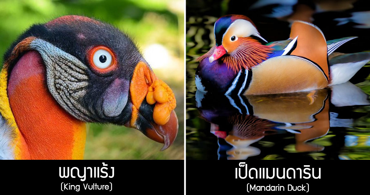 6 สัตว์ตระกูล “นก” ที่ดูสวยแบบแปลกๆ จนเหมือนกับสิ่งมีชีวิตนอกโลก