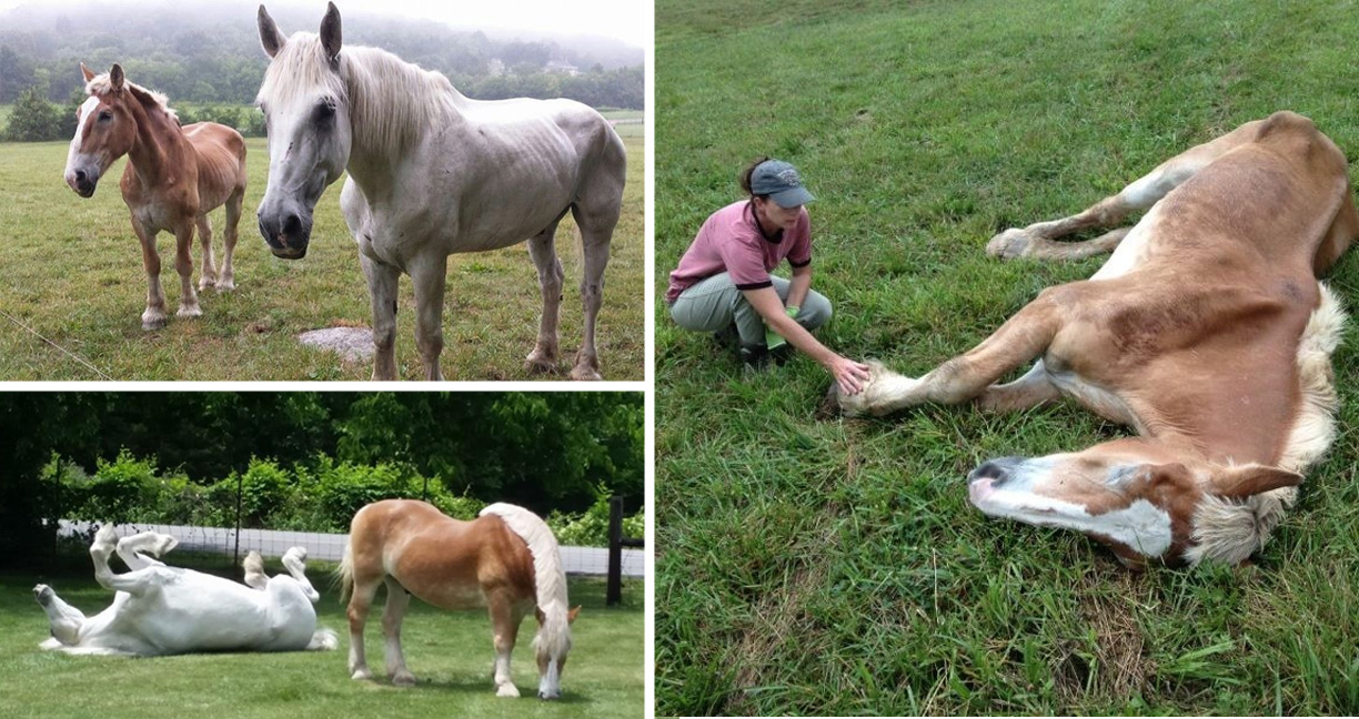 ม้าวัย 30 ปี ถูกทิ้งหลังจากหมดประโยชน์ สาวจึงมอบชีวิตใหม่ให้พวกมันอีกครั้ง