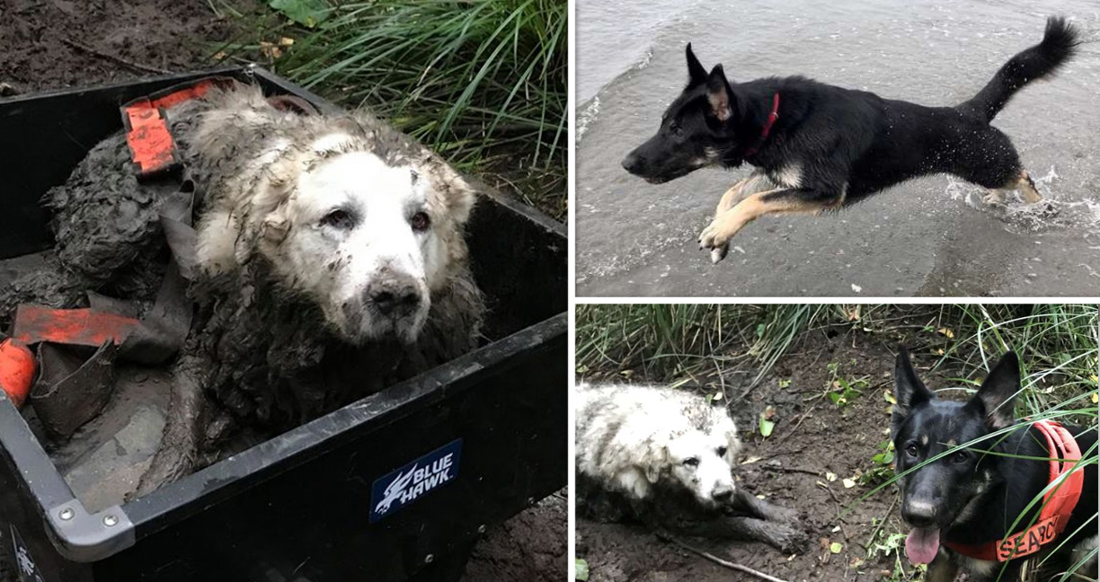 ‘ตูบฮีโร่’ ตามหา ‘สุนัขหูหนวก’ ที่ตกบ่อโคลนในป่า และช่วยมันออกมาได้สำเร็จ