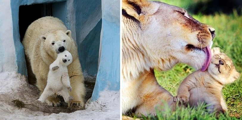 19 ภาพของเหล่าสัตว์โลกแม่-ลูก ที่แสดงให้เห็นว่าไม่มีอะไรวิเศษไปกว่ารักของแม่
