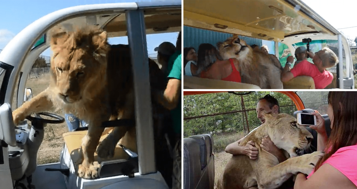 ‘สิงโตหนุ่ม’ เห็นนักท่องเที่ยวนั่งรถผ่าน มันรีบเข้าไปกอดและนัวเนียเป็นชุดใหญ่