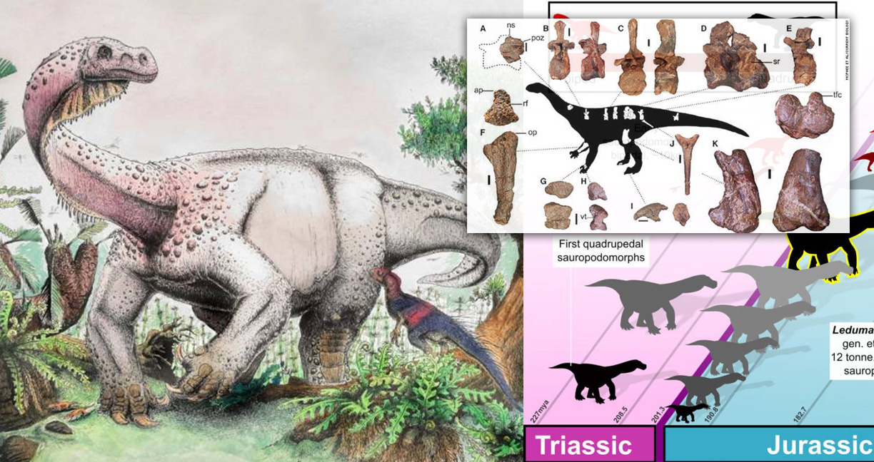พบฟอสซิล “Ledumahadi mafube” ไดโนเสาร์พันธุ์ใหม่ ที่เคยตัวใหญ่ที่สุดในโลก