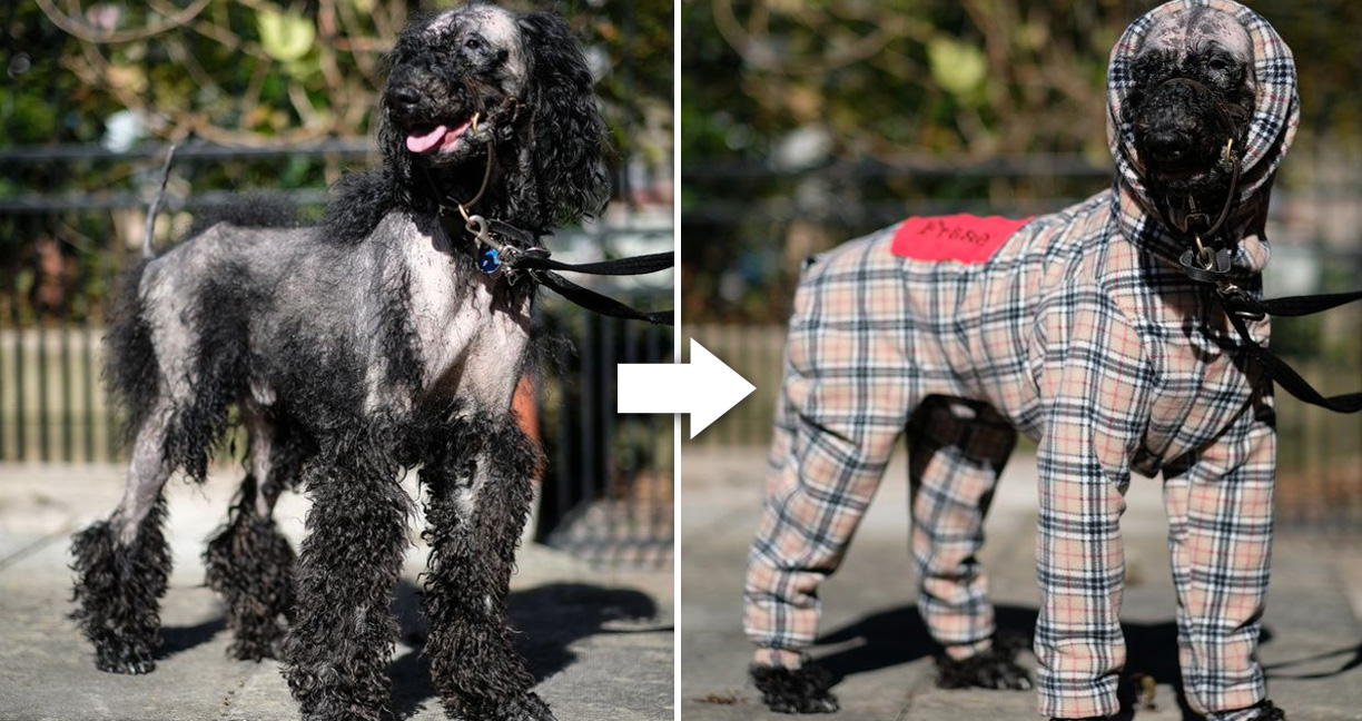 หมาพุดเดิ้ลขนร่วงเกือบหมดตัว ได้ใส่เสื้อแบรนด์แนมตัวสวย จนมีสุขและมั่นใจขึ้น