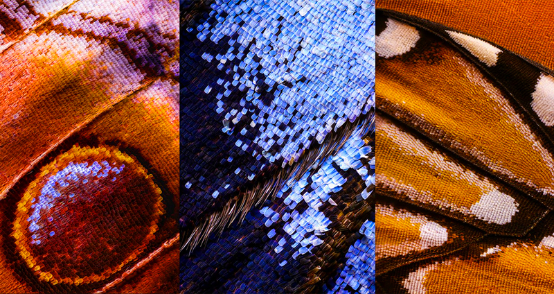 งานสร้างสรรค์ภาพถ่ายมาโคร ‘ปีกผีเสื้อ’ ประกอบรวมเป็นหนึ่ง จากทั้งหมด 2,100 ช็อต!