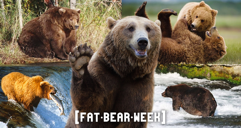 อุทยานแห่งชาติสหรัฐฯ จัดกิจกรรม ‘สัปดาห์หมีจ้ำม่ำ’ ประกวดหมีอ้วน ตัวไหนอ้วนสุดชนะ!!