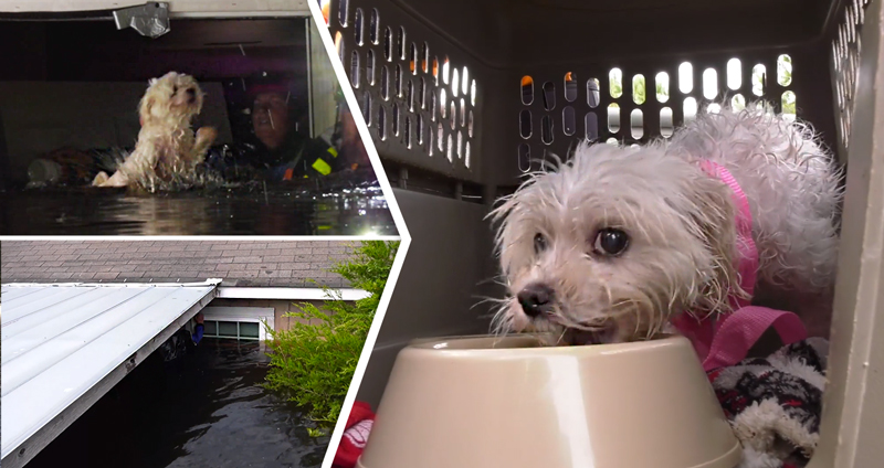 หมาติดอยู่ในบ้านที่น้ำท่วมนานร่วมอาทิตย์ ออกมาได้เพราะมีทีมกู้ภัยเข้าไปช่วย