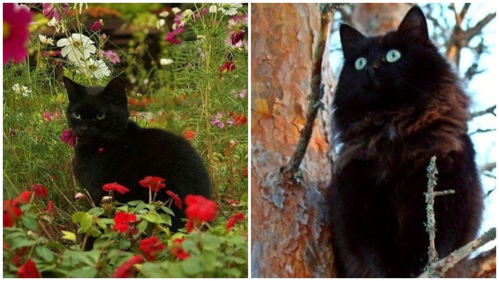 27 ตุลาคม ‘วันแมวดำแห่งชาติ’ วันที่เจ้านายตัวดำของเรา จะมีคนสนใจมากขึ้น