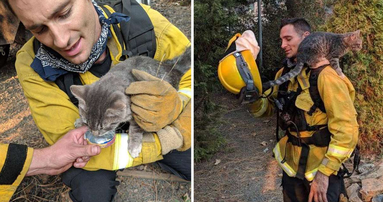 นักผจญเพลิงช่วยแมวจากไฟป่า มันเลยตอบแทนพวกเขาด้วยการสร้างรอยยิ้มให้