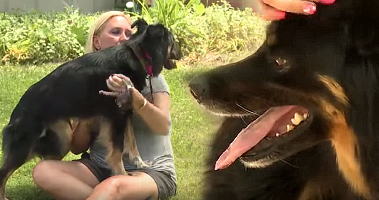 ครอบครัวไม่เคยหมดหวัง แม้สุนัขที่รักจะหายไปนาน 3 ปี… ในที่่สุดวันที่รอคอยก็มาถึง