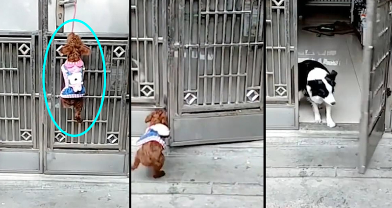 แก๊งน้องหมานักงัด…เอ้ย! น้องหมาแสนรู้ เปิด-ปิดประตูเองได้โดยไม่ต้องพึ่งมนุษย์