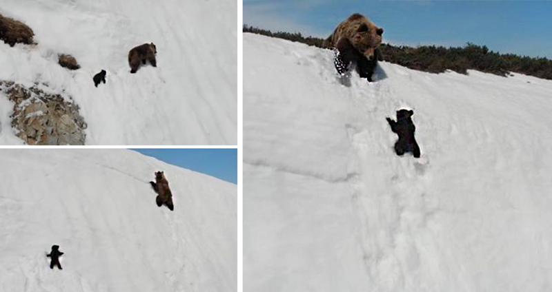 ‘หมีน้อยนักสู้’ ปีนภูเขาหิมะตามแม่ แม้ร่วงลงไปกี่ครั้ง มันก็พยายามปีนขึ้นใหม่ทุกครั้ง