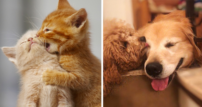 20 ภาพสุดอบอุ่นใจ ที่แสดงให้เห็นว่าสัตว์ไม่สามารถอยู่ได้ ถ้าปราศจากความรัก