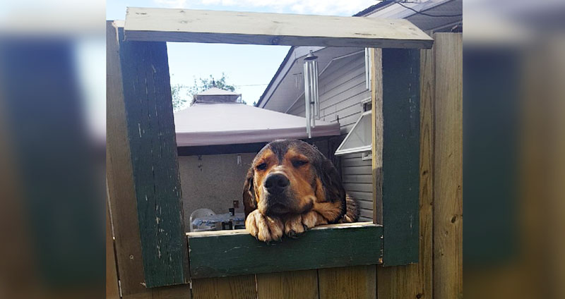 เจ้าของบ้านเช่าห้ามหญิงเลี้ยงหมา เพื่อนบ้านเลยทำช่องข้างรั้วให้เธอเล่นกับหมา