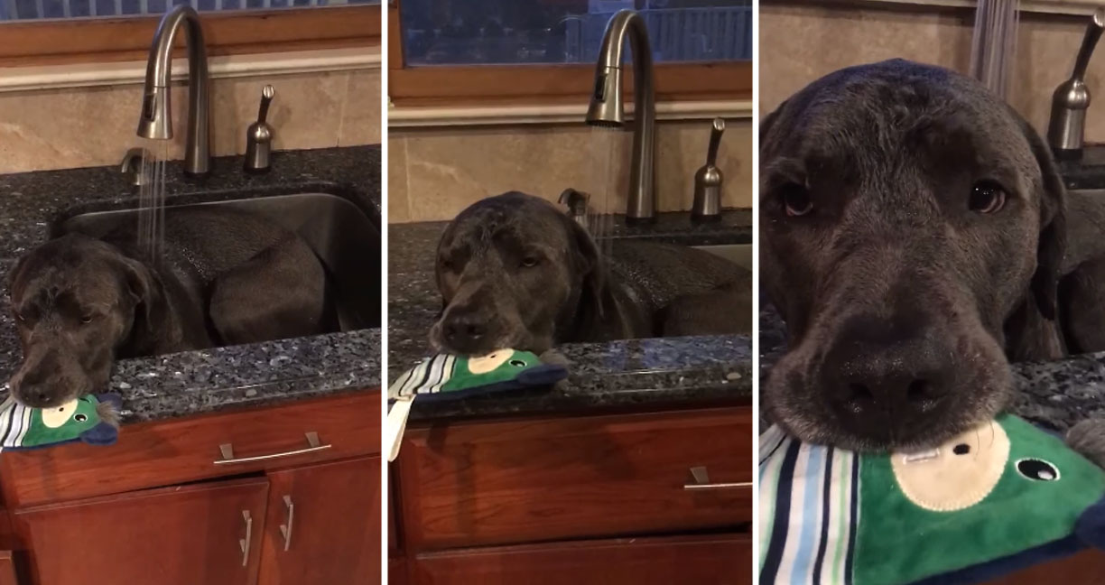 น้องหมาชอบนอนแช่ในอ่างล้างจาน แม่ก็ใจดีเกิ๊น นวดสปาให้มันด้วย ฟินสุดๆ ไปเลย