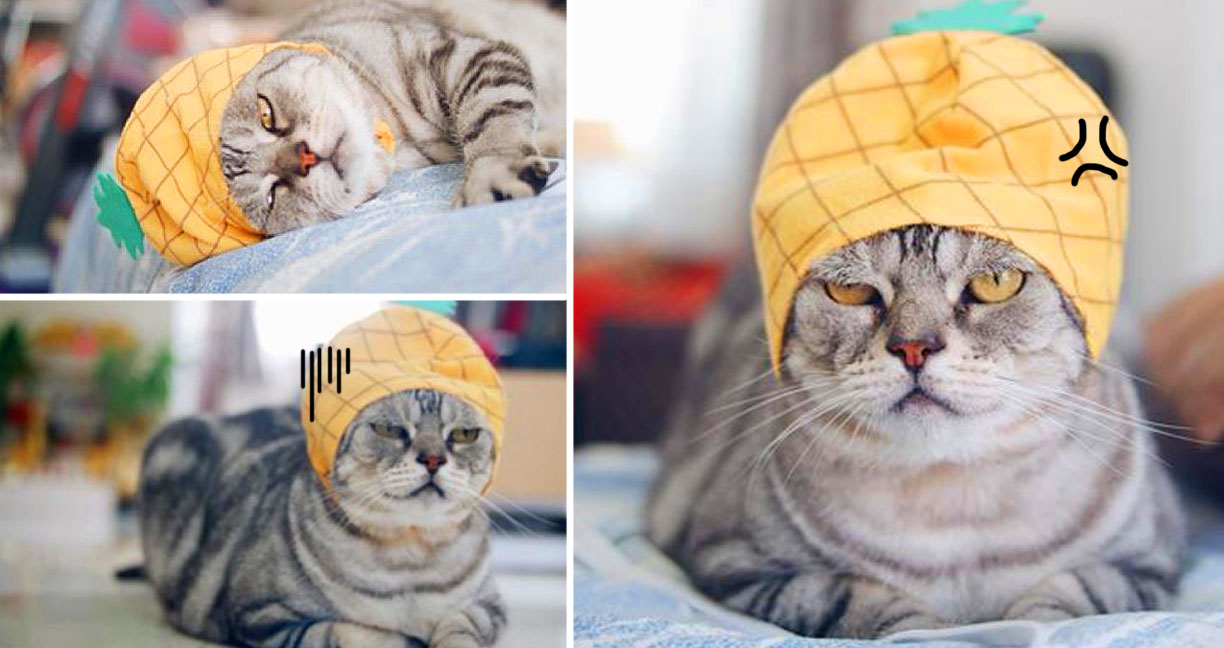รีวิวหมวกแมวกาชาปองจากลูกค้าผู้ใช้จริง “น้องดูชอบดีค่ะ น้องดูเอ็นจอยมากๆ”
