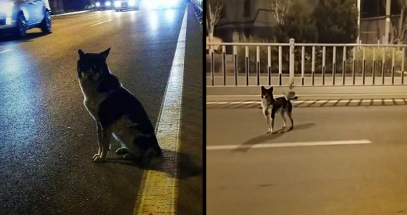 หมาซื่อสัตย์ นั่งเฝ้าข้างถนนจุดเดิมทุกวัน เพราะคิดถึงเจ้านายที่ถูกรถชนเสียชีวิต